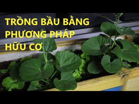 Video Trồng bầu trong thùng xốp - sang chậu cho cây bầu đã... - youtube