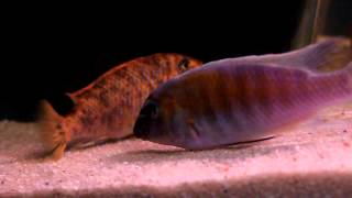 Labeotropheus Trewavasae Charo Sauvage De Franciscichlids