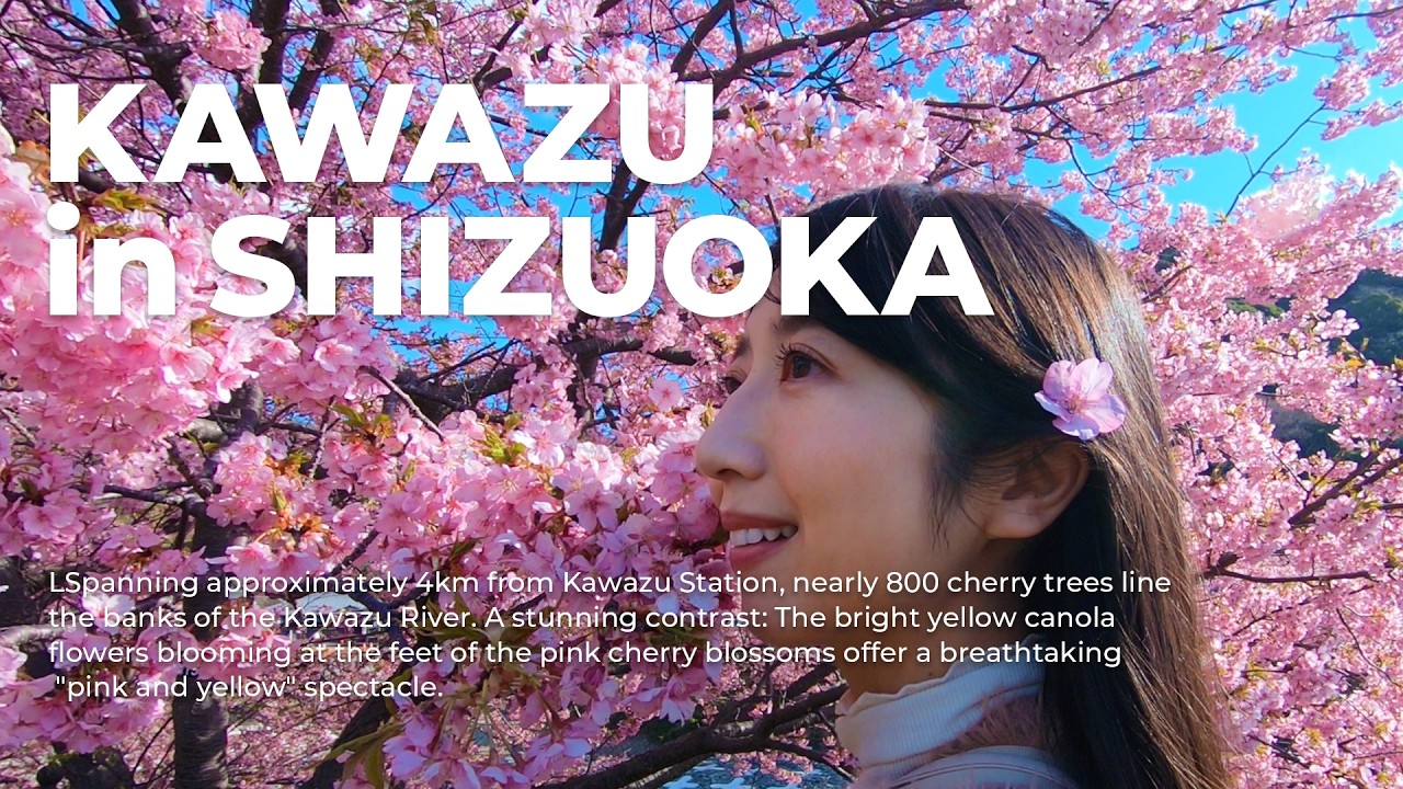 【伊豆・河津桜Vlog】心が踊る🩷一足早い春🌸河津桜と菜の花が織りなすピンクの世界✨昼も夜も桜を満喫‼️滝の真横で入浴できるオンリーワンの温泉♨️