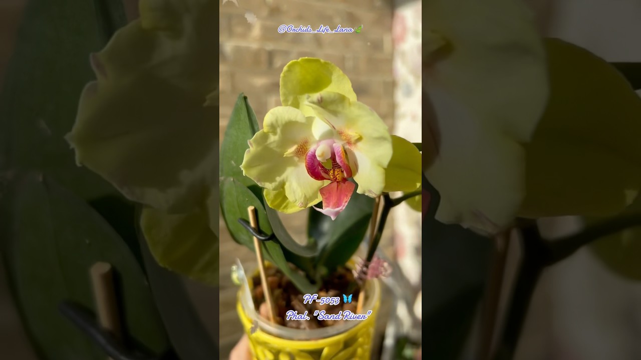 Phal. Sand River (Fullers Sunset) 