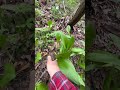 熊のいる森のギョウジャニンニク