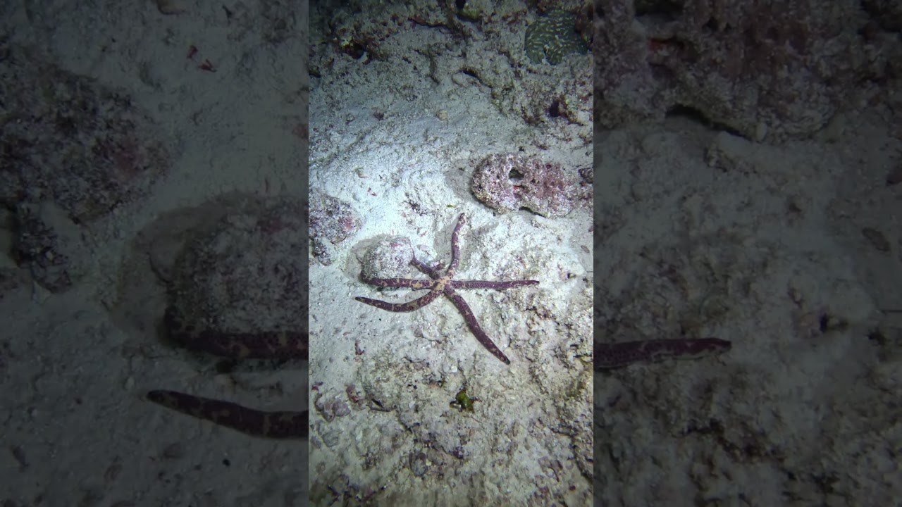 Морская звезда Гилдинга / Linckia guildingi