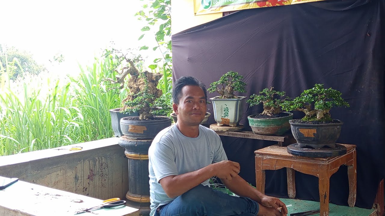 Obral bonsai bersama pak Junet, di jamin murah, 0812 5248 0381 - YouTube