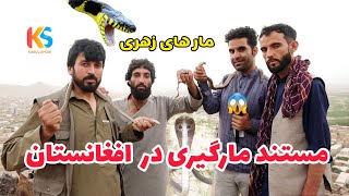 مستند مارگیری مار های زهری و کشنده در افغانستان