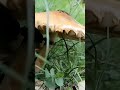 Círculos de las Hadas