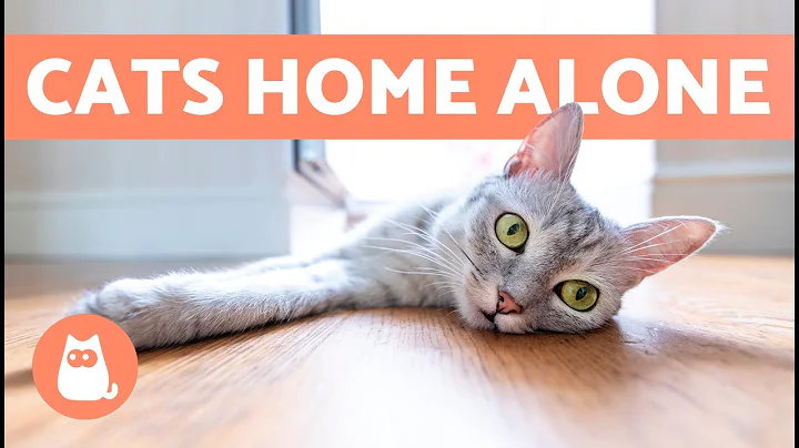 How Long Can CATS BE LEFT ALONE? 🐱🏠