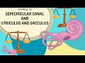 Understanding the Vestibular Apparatus