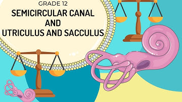 VESTIBULAR APPARATUS | Function of the semicircular canals and the utriculus and saccules