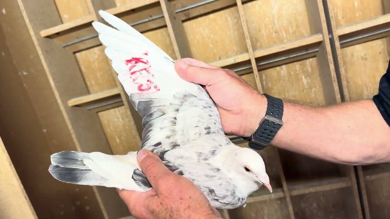 PL 0442 25 921 R. J. - 0.1