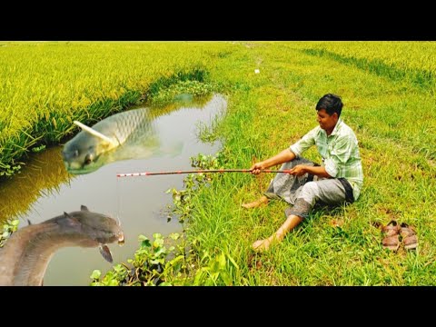 Fishing Video 🎣|| The boy always catches a lot of fish from the village ...