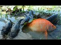 Awesome ! Hand Fishing Fishes - Catching Many Snakehead Fish in Dry Season After Water Receded