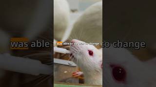 Incredible Science! Using Ketamine to Treat Depression #scienceshorts #animalresearch