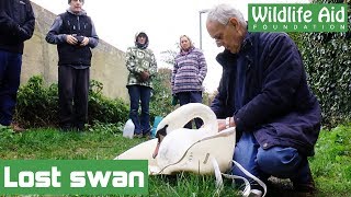 Lost swan reunited with family