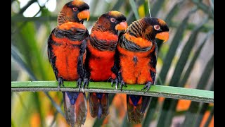 Awesome Dusky Lory Banded Lory At Mysore Zoo