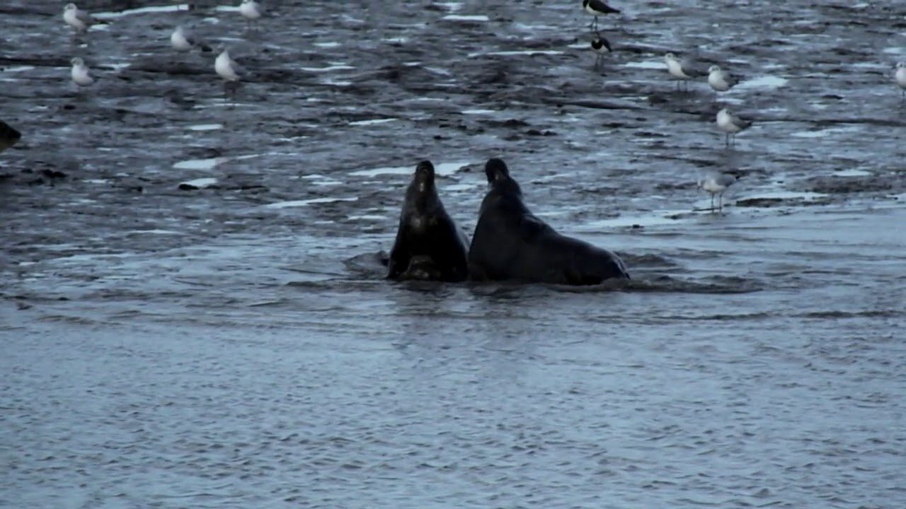 seals play fighting seal sands hartlepool