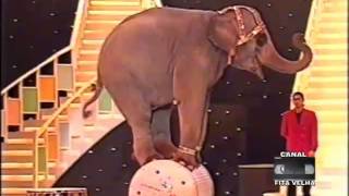 Beto Carrero -  Elefante Baby - Criança Esperança 1996