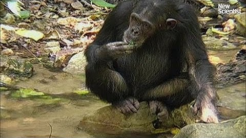 What drives the evolution of tool use?