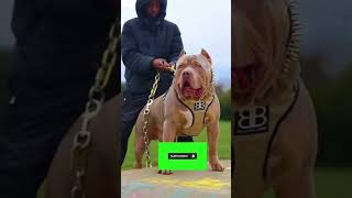 Jungli Bhead Vs Pitbull Dog