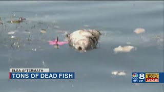 'Wave of dead fish': 9 tons of dead fish collected along St. Pete shores in single day after Elsa