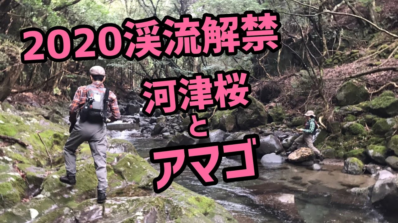 渓流釣りって最高ですね 令和2年の渓流解禁は河津桜の下でアマゴ釣り 今年もアンバサダーとハンドメイドミノー縛りでベイトフィネスミノーイング Youtube