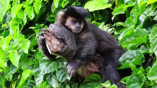 Sleepy capuchin monkey lying on log - Free Stock Footage and No Copyright Videos