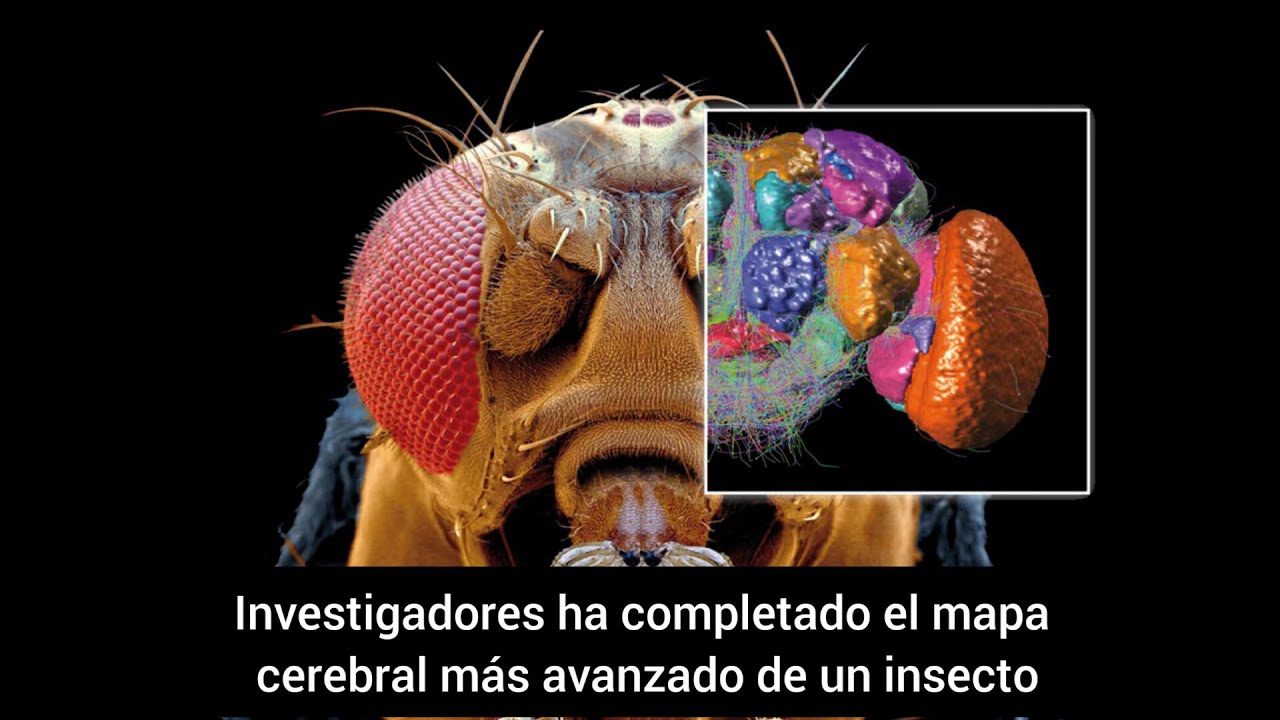 Investigadores han desarrollado un mapa cerebral de un insecto - YouTube