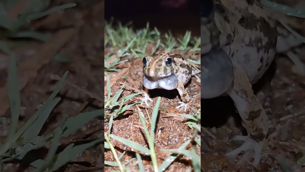 Indian Boie's Wart Frog (Fejervarya limnocharis) With Sound. •°
