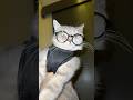 Live Explore Cat Catlover Cute Catsruleeverythingaroundme Kitten Cutecatandpuppyworld Live Explore Cat Catlover Cute Catsruleeverythingaroundme Kitten Cutecatandpuppyworld