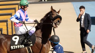 【武豊】行きたがり暴れそうになるラファドゥラを余裕の表情でエスコートするレジェンド