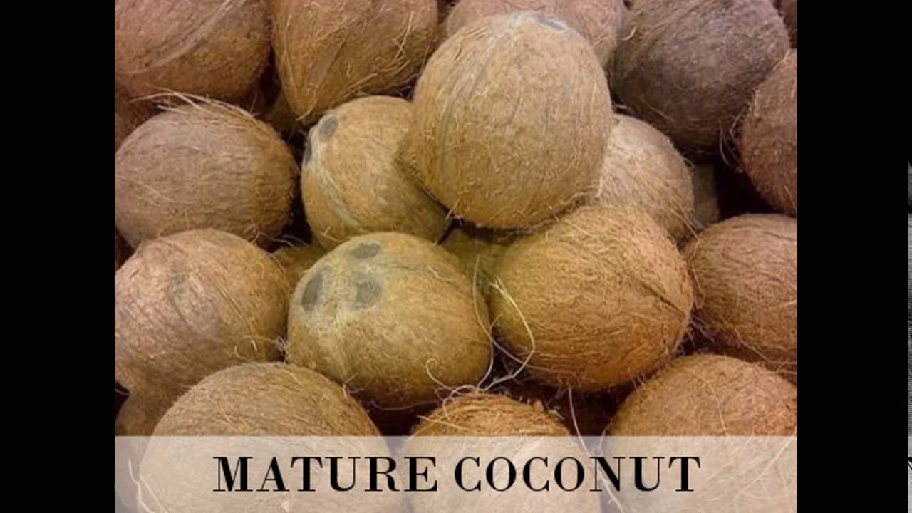 Fresh Coconut Suppliers YouTube