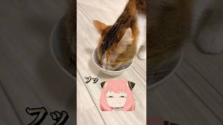 三毛猫が腹の中で思ってること #アフレコ