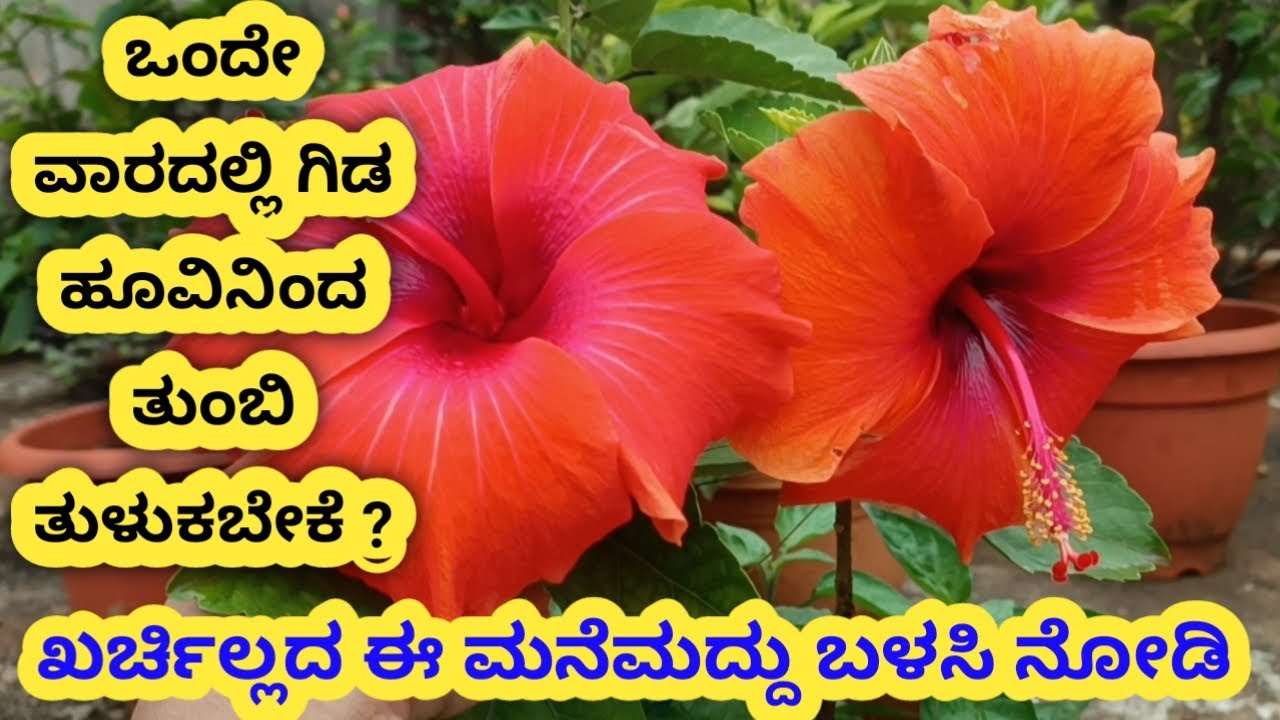 ಒಂದೇ ವಾರದಲ್ಲಿ ಗಿಡ ಹೂವಿನಿಂದ ತುಂಬಿ ತುಳುಕಬೇಕೆ? ಖರ್ಚಿಲ್ಲದ ಈ ಮನೆಮದ್ದು ಬಳಸಿ ನೋಡಿ \hibiscusplantcaretips\