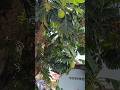 Buah Sukun Gede - Gede di Perumahan Bandar Lampung #sukun #buah #alam #green #kebun #natural