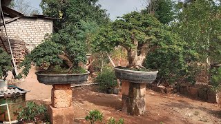 Luxurious bonsai by a Tuban collector, decades in the making.