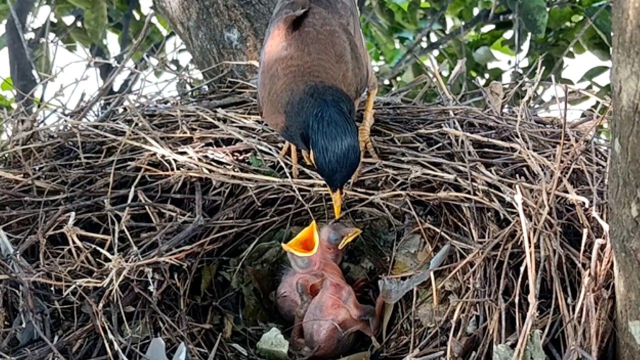My bird feeds the baby food until it turns into a ball