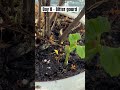 Day 8 - Bitter gourd #bittergourd #dailyupdates #plants #hobby #garden #growyourown #seedlings