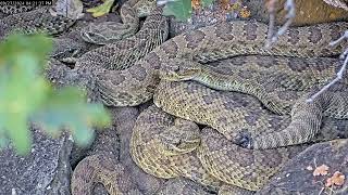 Female Rattlesnake Rubs Her Tail On Another Snake