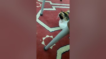سورة  القصص (كيف تحفظ كتاب الله في سهولة ويسر