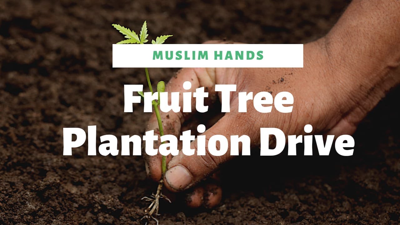 Plantation Drive | Climate Emergency | Muslim Hands Mirpur