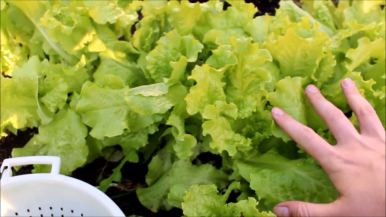 How to Harvest Leaf Lettuce 