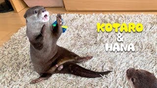 カワウソコタローとハナ　１日中おもしろい動きをするキュートなコタロー　Otter Kotaro&Hana Life is Like a Play