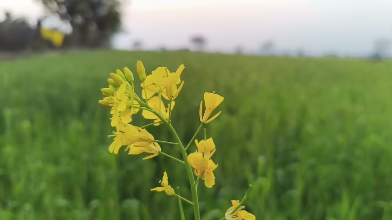 Tu Phoolon Ki Rani Aur Pyar Ka Sapna Meri YouTube channel Mein Jahan Baje dekhiae doston