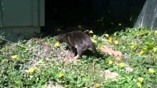 Gopher Hunting