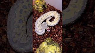 🥱🥱🥱 #ballpython #pets #reptiles #snake #animals #shorts #viral #fyp #wildlife