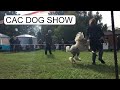 Cac national dog show dunajvros 2020 10 18 mango