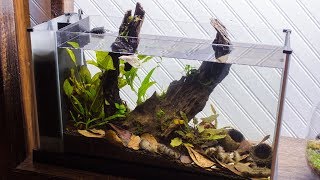 Making a Blackwater Betta Aquarium Sunken Forest Blackwater Aquascape For Samurai Betta Low Tech