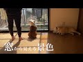 ただ景色を見ていただけなのに、突然抱っこを要求してくる甘えん坊ブルドッグ兄妹