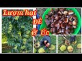 [Eng Sub] Lượm hạt dẻ ở Úc| Picking Chestnuts|Cuộc sống ở Úc| Du lịch Úc Châu