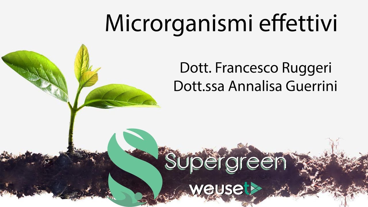effettivi o efficaci (EM) Cosa sono e a cosa servono Lotta biologica con effettivi o efficaci (EM) Cosa sono e a cosa servono Lotta biologica con