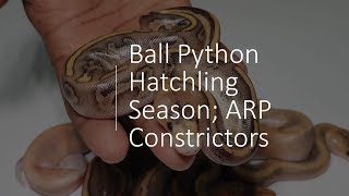 Hatchling Season ARP Constrictors